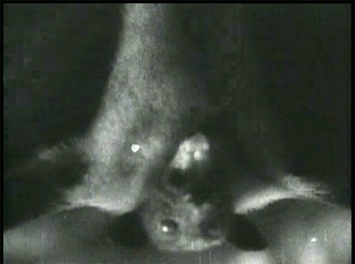 The Devil Bat: The Devil Bat, himself. (The first one, at least.)
